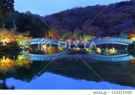 東京都町田市薬師池公園の紅葉ライトアップ 133821498