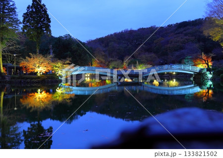 東京都町田市薬師池公園の紅葉ライトアップ 133821502