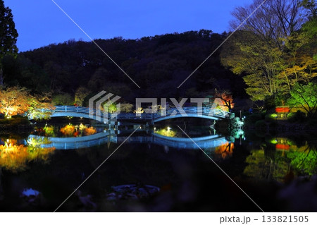 東京都町田市薬師池公園の紅葉ライトアップ 東京都町田市薬師池公園の紅葉ライトアップ 133821505