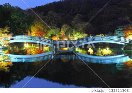 東京都町田市薬師池公園の紅葉ライトアップ 133821508