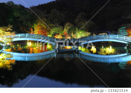 東京都町田市薬師池公園の紅葉ライトアップ 133821514