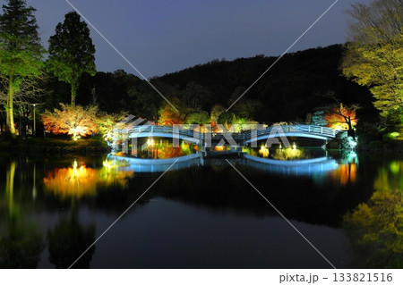 東京都町田市薬師池公園の紅葉ライトアップ 133821516