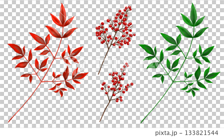 南天竹的葉子和果實，綠色和紅色 133821544