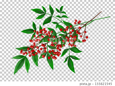 南天竹漿果和葉子 133821545