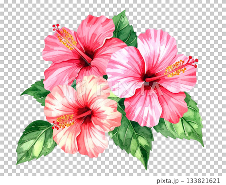 粉紅色芙蓉花水彩插圖 133821621