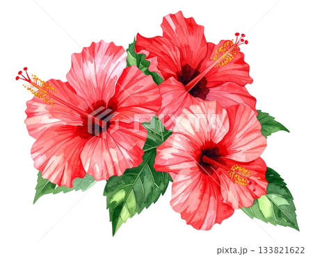 赤いハイビスカスの水彩イラスト 赤いハイビスカスの水彩イラスト 133821622