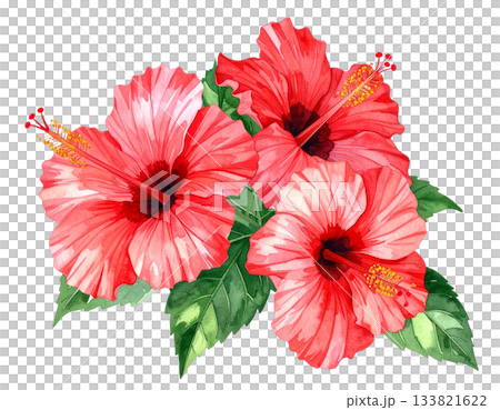 赤いハイビスカスの水彩イラスト 赤いハイビスカスの水彩イラスト 133821622