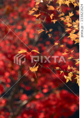 真っ赤な紅葉 真っ赤な紅葉 133821624