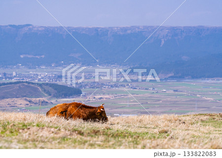 《熊本県》阿蘇の牧場 133822083
