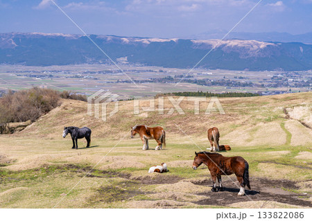 《熊本県》阿蘇の牧場 133822086