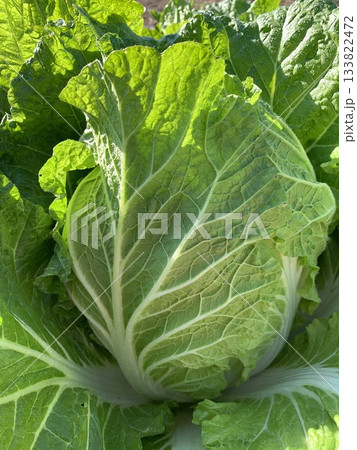 畑で収穫を待つとびきり大きな白菜 畑で収穫を待つとびきり大きな白菜 133822472