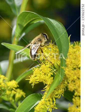 Close up view of a Honey Bee collecting pollen from Goldenrod flowers 133822732