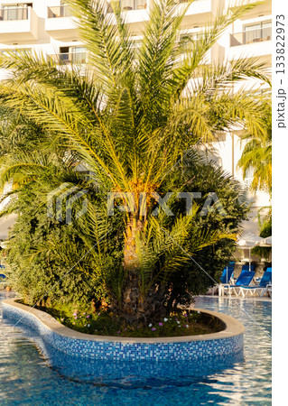 A vibrant palm tree stands at the center of a serene resort pool, with water shimmering around it as the sun sets, creating a peaceful and tropical atmosphere 133822973