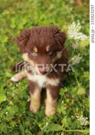 Brown and white dog is sitting in a field of grass 133823297