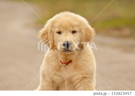 A portrait of a golden retriever puppy against the backdrop of a golden autumn forest. A pleasant, warm autumn color. 133823457