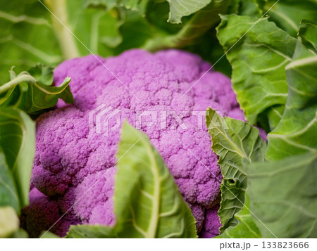 Purple Cauliflower Close-Up with Fresh Green Leaves Purple Cauliflower Close-Up with Fresh Green Leaves 133823666