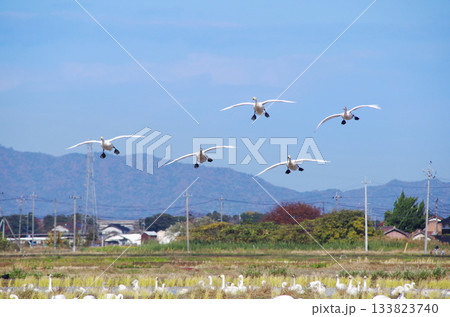 5羽の編隊飛行で田んぼに着陸するコハクチョウの集団 133823740