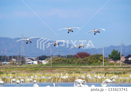 5羽の編隊飛行で田んぼに着陸するコハクチョウの集団 133823741
