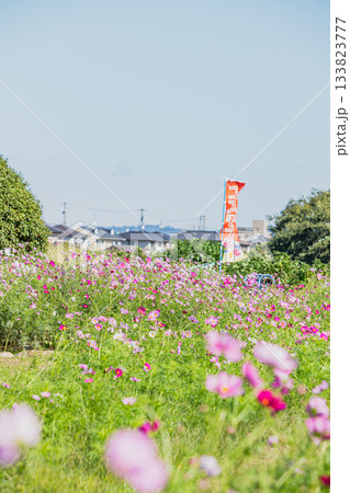 袋井市のメロン公園のコスモス畑の風景(静岡県) 袋井市のメロン公園のコスモス畑の風景(静岡県) 133823777