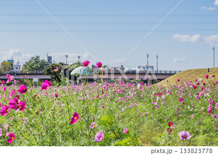 袋井市のメロン公園のコスモス畑の風景(静岡県) 袋井市のメロン公園のコスモス畑の風景(静岡県) 133823778