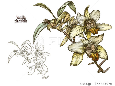 Botanical illustration of Vanilla planifolia orchid Botanical illustration of Vanilla planifolia orchid 133823976