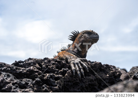 Marine iguana resting on rocks at Tortuga Bay beach, Galapagos, Ecuador 133823994