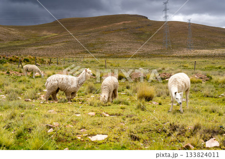 White Llama and Alpacas in the Peruvian Plain 133824011