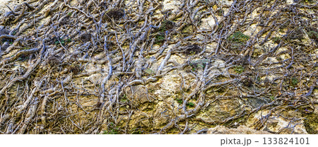 Superficial Roots Background 133824101