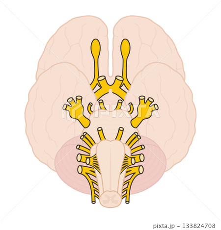 12脳神経のイラスト 133824708