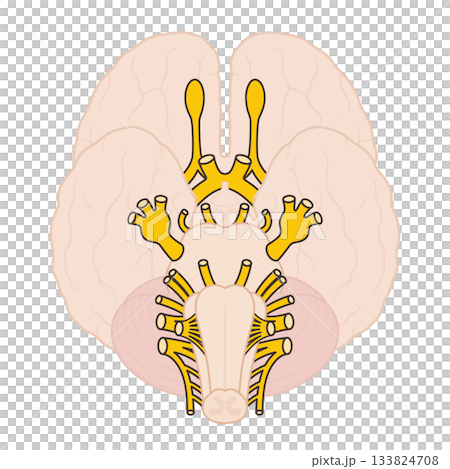 12脳神経のイラスト 133824708