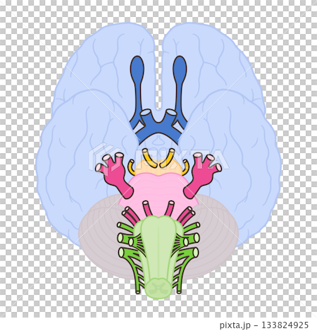 Illustration of the 12 cranial nerves_midbrain included to make the origins easier to see 133824925