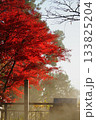 霧に包まれる高尾山の紅葉 133825204