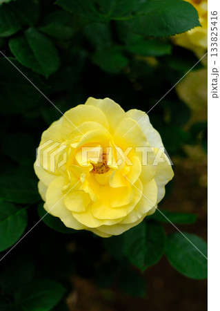 伊豆の踊子 133825416