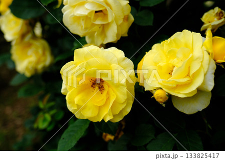 伊豆の踊子 133825417