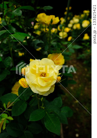 伊豆の踊子 133825421