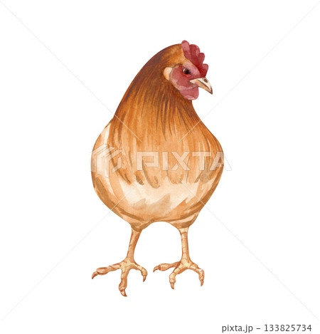 Standing brown-orange chicken. Isolated watercolor illustration. A clipart with a bird in the poultry yard in natural colors. Realistic chicken for the design of organic farm products and children's 133825734