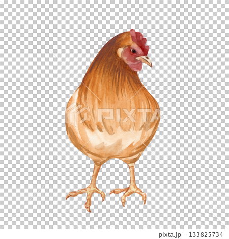 Standing brown-orange chicken. Isolated watercolor illustration. A clipart with a bird in the poultry yard in natural colors. Realistic chicken for the design of organic farm products and children's 133825734