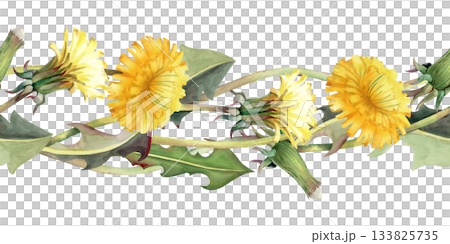 Seamless watercolor border with yellow flowers and dandelion leaves on an isolated background. Botanical illustration of wildflowers in natural colors for textiles, summer design. Seamless watercolor border with yellow flowers and dandelion leaves on an isolated background. Botanical illustration of wildflowers in natural colors for textiles, summer design. 133825735
