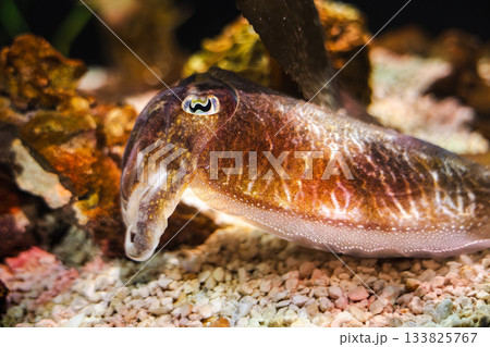 Cuttlefish resting on seabed rocks with detailed skin texture and rich brown coloration Cuttlefish resting on seabed rocks with detailed skin texture and rich brown coloration 133825767
