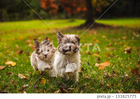 Two adorable Havanese puppies running toward the camera on green grass with autumn leaves around them 133825775