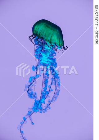 Abstract green and blue jellyfish floating on a soft purple background 133825788