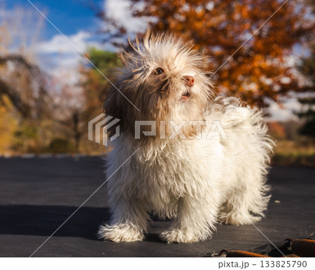 Fluffy Havanese puppy standing outdoors on a sunny autumn day, looking up with a curious expression in a colorful park setting. Fluffy Havanese puppy standing outdoors on a sunny autumn day, looking up with a curious expression in a colorful park setting. 133825790