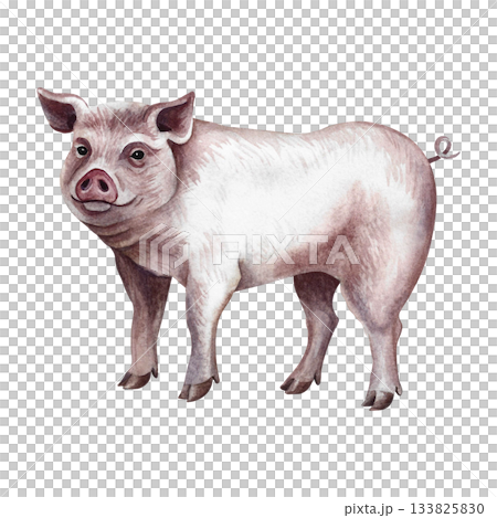 A pig standing in profile. Hand-drawn watercolor illustration. Perfect for livestock farms or agricultural projects. Also suitable for labels, packaging, banners, and more. A pig standing in profile. Hand-drawn watercolor illustration. Perfect for livestock farms or agricultural projects. Also suitable for labels, packaging, banners, and more. 133825830