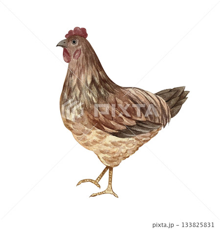 Brown hen. Hand-drawn watercolor illustration. Color image. Design element for packaging, labels, and banners. Also suitable for books, postcards, and games. 133825831