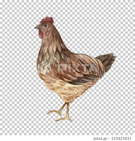 Brown hen. Hand-drawn watercolor illustration. Color image. Design element for packaging, labels, and banners. Also suitable for books, postcards, and games. 133825831