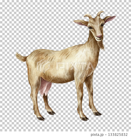 A goat standing in profile. Hand-drawn watercolor illustration. Perfect for dairy farms or agricultural projects. Also suitable for labels, packaging, banners, and more. 133825832