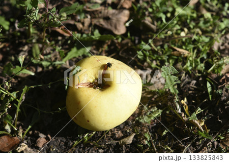 A rotten apple and a fly. A scattering of apples on the ground. Autumn apple harvest. A rotten apple and a fly. A scattering of apples on the ground. Autumn apple harvest. 133825843