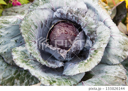 Harvest crop. Cabbage vegetable, Acephala Brassica. Autumn harvest. Brassica cabbage vegetable. Farming and harvest 133826144