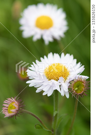 Daisy blossom. White daisy garden flower growing. Daisy flower in nature. Summer nature. Bright flowering plant. Flower of daisy Daisy blossom. White daisy garden flower growing. Daisy flower in nature. Summer nature. Bright flowering plant. Flower of daisy 133826150