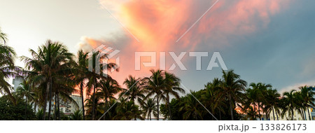 Exotic nature. Palm tree. Summer vacation in Miami south beach, Florida. Palm tree on sunny day. Tropical beach in Miami. Tropical outdoor scene with palm tree. Tropical summer vacation Exotic nature. Palm tree. Summer vacation in Miami south beach, Florida. Palm tree on sunny day. Tropical beach in Miami. Tropical outdoor scene with palm tree. Tropical summer vacation 133826173